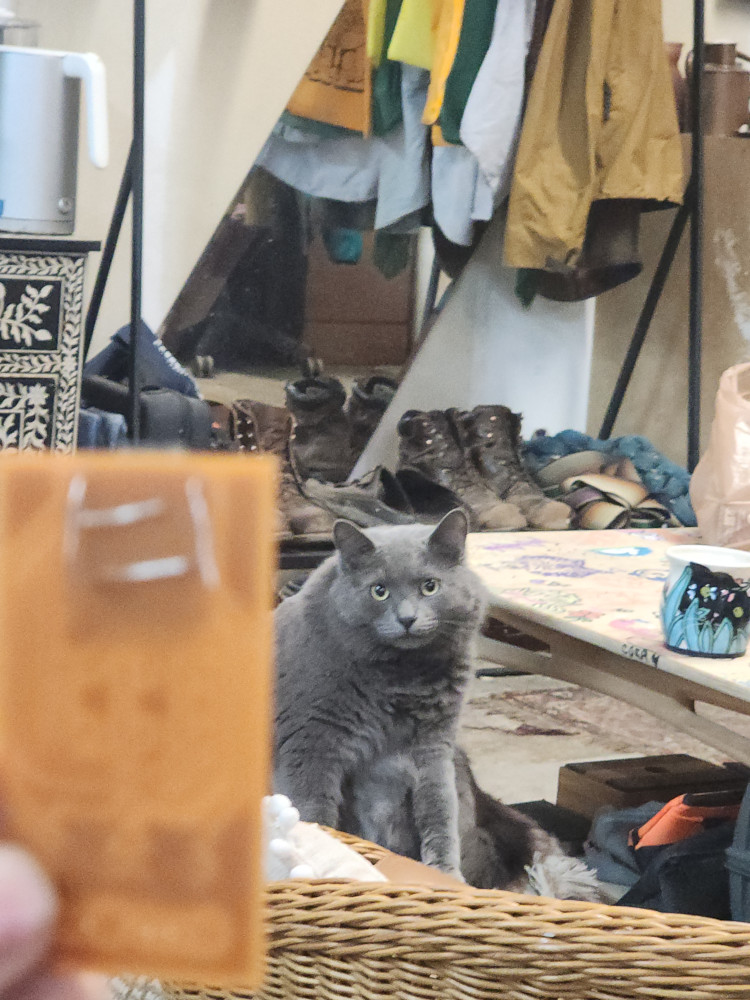 Kitty!