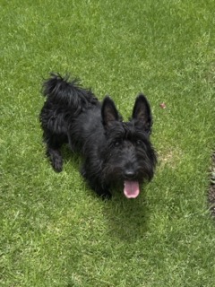 Krypto the Scottish Terrier