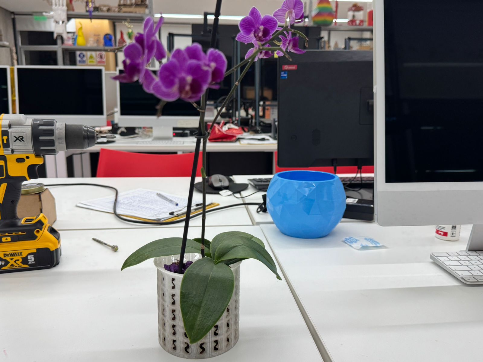Orchid in printed pot